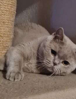 BKH Mädchen in Fawn 11 Monate alt. - Blaufelden