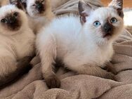 Siam kitten abholbereit weiblich/mänlich - Aachen