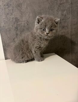 3BkH kitten Bremen - Bremen