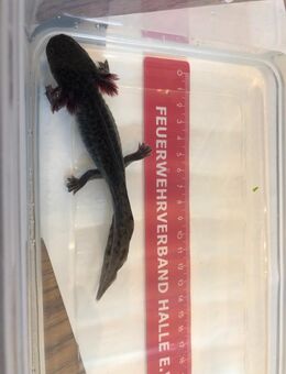 Axolotl - Berlin