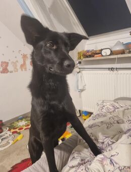 Junge mittelgroße Hündin - Bad Schussenried