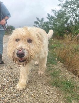 RUDOLFINE - verschmuste XL-Hündin - Kallmünz