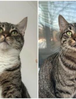 ❣️Traumgeschwister Toby und Mabel❣️ - Eislingen (Fils)
