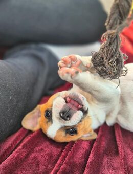 Bully Mix Welpen - Zehdenick