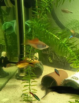 , Dalmatiner Mollys, Black Mollys,Guppy Weibchen und Männchen , Schwertträger verschiedene Größen - Bad Marienberg (Westerwald) Zentrum