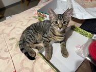Katzen Babys - Backnang