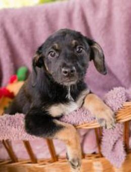 Chipsy: Hundekind sucht ein Zuhause - Kirchzell