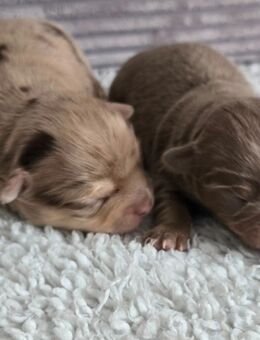 Chihuahua Welpen in besonderen Farben - Duisburg