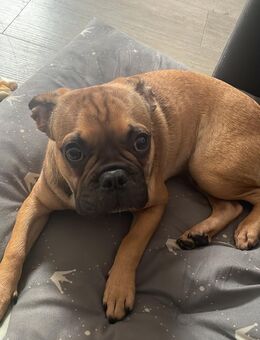 6 Monate alter Welpe sucht dringen ein neues Zu Hause❤️ - Solingen (Klingenstadt)