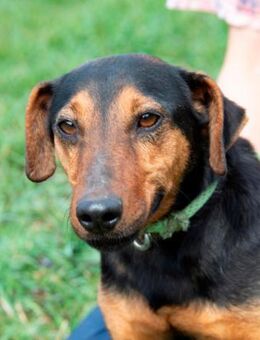 Vulkan, ein quirliges Kerlchen ! - Dorsten