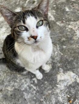 Mimika, liebevolles Kämpferherz, ca. 3 J - Vaterstetten