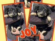 Süße Joy sucht Schutz! - Nürnberg
