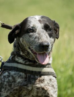 VANDA-SI, Sucht ihre Familie - Neustadt (Rübenberge)