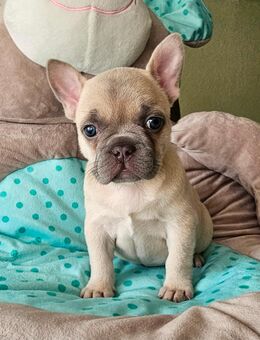Französische Bulldogge Welpe Mädchen mit Ahnentafel - Aken (Elbe)