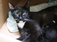 Verk. Katzen junge 1. Mädchen und 2 . Jungs - Duckow