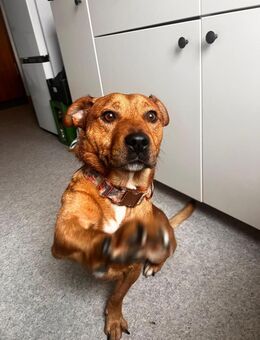 Jean wartet auf PS in Hamburg! - Rosengarten (Niedersachsen)