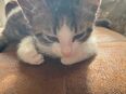 Kitten abzugeben in 94152