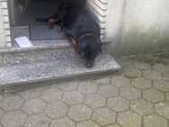 Rottweiler rüde 12 - Mönchengladbach