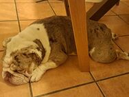 Old Englisch Bulldogge - Geeste