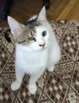 Rumi - einäugig - sucht tollen Platz - Waakirchen