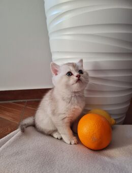 Reinrassige Britisch Kurzhaar Kätzchen - Hamburg