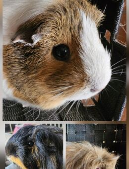 Süße Meerschweinchen Mädels - Duisburg