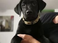 Reinrassige Labrador Welpen - Mengkofen