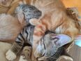 EKH Kitten, Kater Katzen, entwurmt , Hunde gewöhnt ab sofort abzugeben in 63667