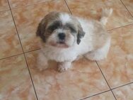 ❤️ Shih Tzu-Mix Lulu sucht Körbchen ❤️ - Overath