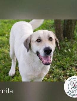 Kamila: die ruhige Seele - Kirchzell