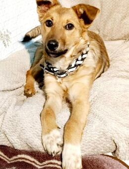 Tonya sehr liebe Hündin sucht dich - Mönchengladbach