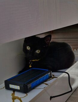 Kater zum abgeben - Bochum
