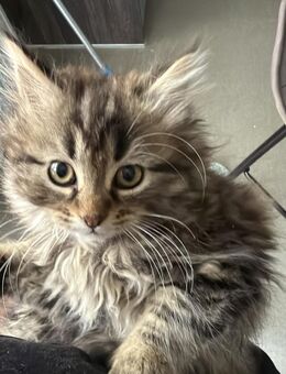 2 liebevolle Kitten abzugeben - Ahlen