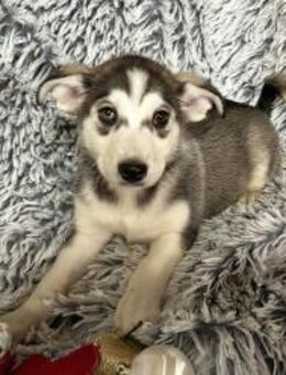 255202 - wenn ich einmal groß bin... - Overath