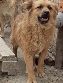 Tanuka - interessiert und neugierig - Westerholt