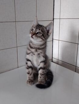 Süsses Katzenbaby - Friesoythe