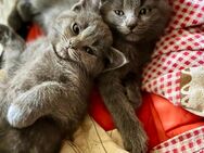 Wunderschöner BLH x Ragdoll Mix - Delmenhorst