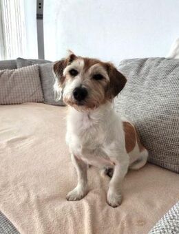 VICO - sucht Terrier erfahrenes Zuhause - Kempen