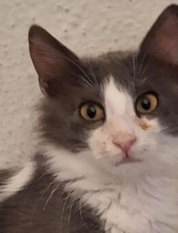 Mizor geb. ca. 05/2025, GRIECHENLAND - Markdorf