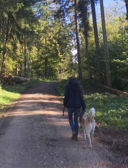 Lebensraum gesucht für Hundehaltung - Bad Dürrheim