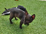 Chihuahua Rüde - Abtsbessingen