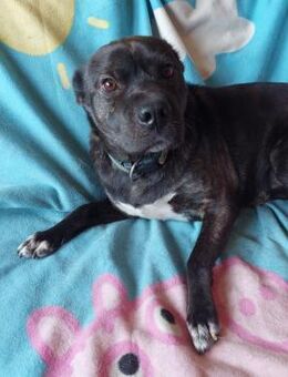 Donát freundlicher Franz.Bulldoggen Mix - Remagen