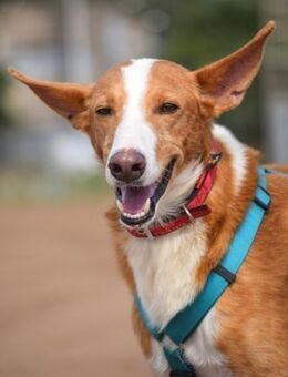 Leandro ist ein Traum auf vier Pfötchen - Laatzen
