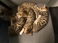 Katzen suchen liebevolles zuhause - Dorsten
