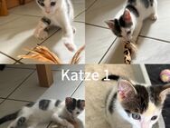 Kitten EKH abzugeben - Wetter (Hessen)