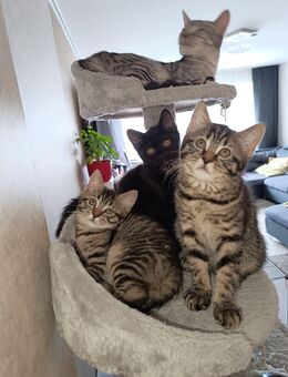 3 süße BKH Mix Kitten, weiblich - Porta Westfalica Barkhausen