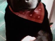 Wunderschöner Labrador (schwarz) - Jarmen