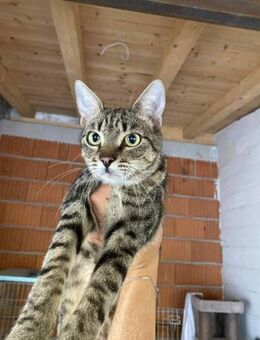 Lieber FIV Bobo sucht seine Familie - Margetshöchheim