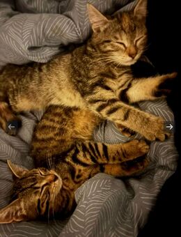 Zwei liebevolle Katzen suchen gemeinsam ein neues Zuhause - Adelebsen