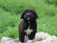 Maddie ein besonderes Hundemädchen - Rostock